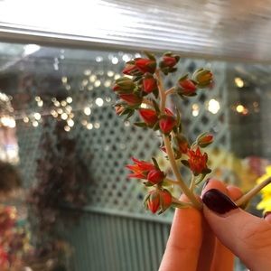 Meet your Posher, Sophia